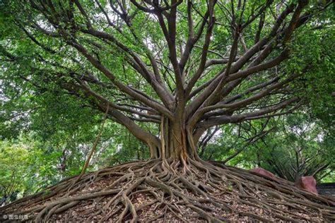 榕樹陰|為什麼榕樹陰？揭開榕樹陰影的風水禁忌與科學解釋 